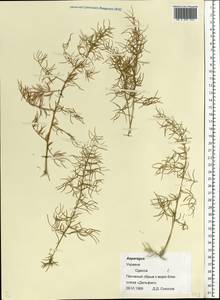 Asparagus officinalis L., Eastern Europe, South Ukrainian region (E12) (Ukraine)