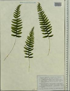 Polypodium vulgare L., Eastern Europe, Belarus (E3a) (Belarus)