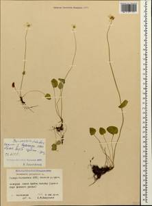 Parnassia palustris L., Caucasus, North Ossetia, Ingushetia & Chechnya (K1c) (Russia)