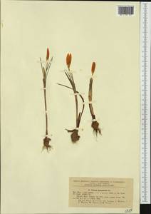 Crocus flavus Weston, Western Europe (EUR) (Romania)