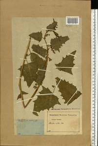 Atriplex sagittata Borkh., Eastern Europe, Moscow region (E4a) (Russia)