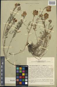 Astragalus zingeri Korsh., Eastern Europe, Lower Volga region (E9) (Russia)