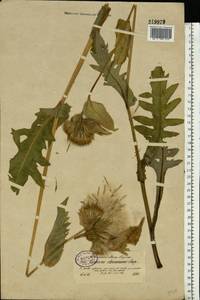 Cirsium oleraceum (L.) Scop., Eastern Europe, North-Western region (E2) (Russia)