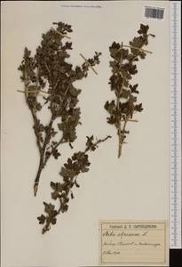 Ribes alpinum, Western Europe (EUR) (Switzerland)