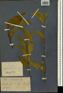 Prunus, South Asia, South Asia (Asia outside ex-Soviet states and Mongolia) (ASIA) (China)