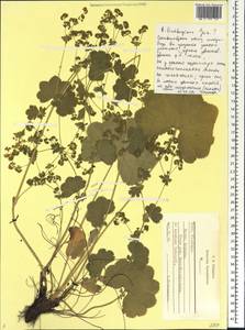 Alchemilla lindbergiana Juz., Eastern Europe, Central region (E4) (Russia)