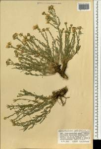 Asterothamnus poliifolius Novopokr., Mongolia (MONG) (Mongolia)