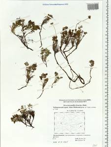 Geum selinifolium (Fisch. ex F. Schmidt) Hultén, Siberia, Russian Far East (S6) (Russia)