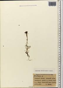 Gentiana dshimilensis K. Koch, Caucasus, Stavropol Krai, Karachay-Cherkessia & Kabardino-Balkaria (K1b) (Russia)