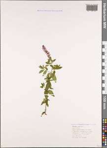 Mentha × piperita L., Caucasus, Black Sea Shore (from Novorossiysk to Adler) (K3) (Russia)
