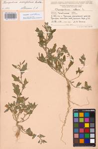 Chenopodium acerifolium Andrz., Eastern Europe, Eastern region (E10) (Russia)