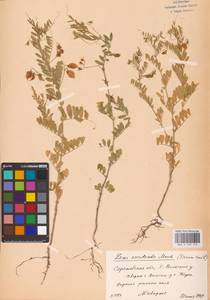 Vicia lens (L.) Coss. & Germ., Eastern Europe, Lower Volga region (E9) (Russia)