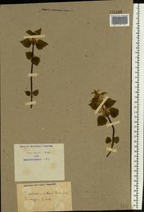 Lamium galeobdolon subsp. galeobdolon, Eastern Europe, North Ukrainian region (E11) (Ukraine)