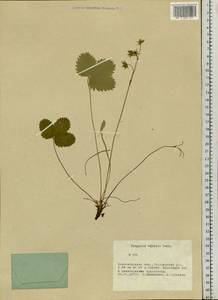 Fragaria viridis Duchesne, Siberia, Western Siberia (S1) (Russia)