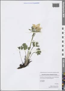 Pulsatilla patens (L.) Mill., Eastern Europe, Eastern region (E10) (Russia)