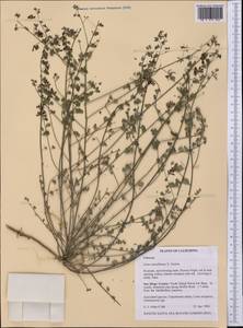 Syrmatium prostratum (Nutt.)Greene, America (AMER) (United States)