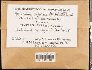 Ditrichum difficile (Duby) M. Fleisch., Bryophytes, Bryophytes - America (BAm) (Chile)