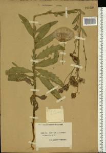 Cirsium arvense (L.) Scop., Eastern Europe, South Ukrainian region (E12) (Ukraine)