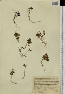 Vaccinium vitis-idaea L., Siberia, Altai & Sayany Mountains (S2) (Russia)