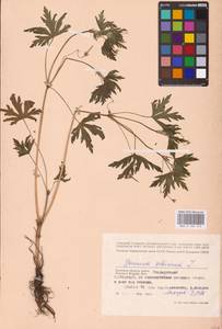 Geranium sibiricum L., Eastern Europe, Western region (E3) (Russia)
