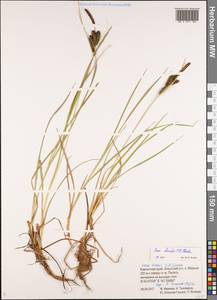 Carex kelloggii var. limnophila (Holm) B.L.Wilson & R.E.Brainerd, Siberia, Chukotka & Kamchatka (S7) (Russia)
