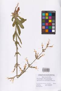 Silene viscosa (L.) Pers., Eastern Europe, Lower Volga region (E9) (Russia)