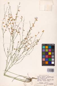 Linum austriacum L., Eastern Europe, Lower Volga region (E9) (Russia)