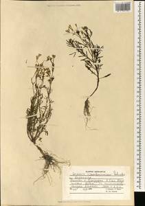 Senecio krascheninnikovii Schischk., South Asia, South Asia (Asia outside ex-Soviet states and Mongolia) (ASIA) (Afghanistan)