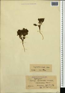 Saponaria viscosa C. A. Mey., Caucasus, Azerbaijan (K6) (Azerbaijan)