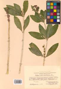 Hylotelephium verticillatum (L.) H. Ohba, Siberia, Russian Far East (S6) (Russia)