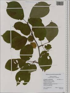 Prunus avium (L.) L., Western Europe (EUR) (Italy)