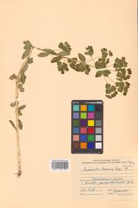 Euphorbia lucorum Rupr., Siberia, Russian Far East (S6) (Russia)