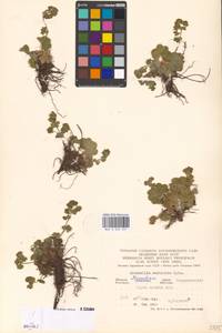 Alchemilla monticola Opiz, Eastern Europe, Moscow region (E4a) (Russia)