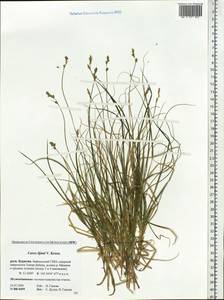 Carex iljinii V.I.Krecz., Siberia, Baikal & Transbaikal region (S4) (Russia)