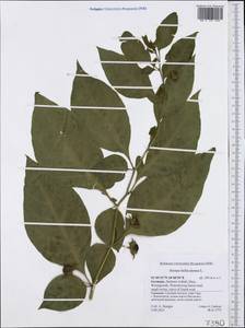 Atropa belladonna L., Western Europe (EUR) (Germany)