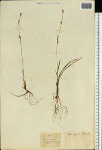 Carex vaginata Tausch, Eastern Europe, Northern region (E1) (Russia)