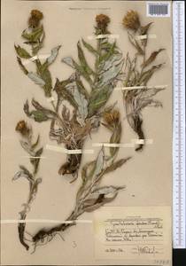 Syreitschikovia spinulosa (Franch.) Pavlov, Middle Asia, Western Tian Shan & Karatau (M3) (Uzbekistan)