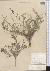 Astragalus turczaninovii Kar. & Kir., Middle Asia, Syr-Darian deserts & Kyzylkum (M7) (Uzbekistan)