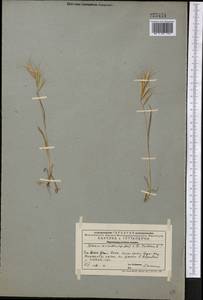 Bromus lanceolatus Roth, Middle Asia, Western Tian Shan & Karatau (M3) (Kazakhstan)