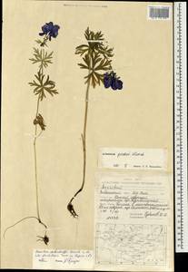 Aconitum glandulosum Rapaics, Mongolia (MONG) (Mongolia)