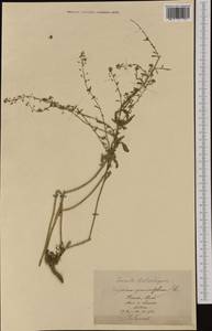 Lepidium graminifolium L., Western Europe (EUR) (Switzerland)