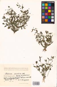 MHA 0 159 754, Lindernia procumbens (Krock.) Borbás, Eastern Europe, Lower Volga region (E9) (Russia)