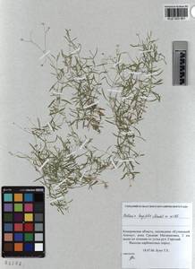 KUZ 003 851, Stellaria longifolia (Regel) Muhl. ex Willd., Siberia, Altai & Sayany Mountains (S2) (Russia)