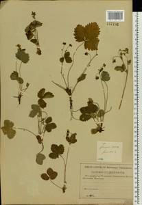 Fragaria vesca L., Eastern Europe, North-Western region (E2) (Russia)