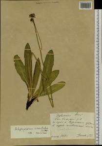 Trommsdorffia maculata (L.) Bernh., Siberia, Altai & Sayany Mountains (S2) (Russia)