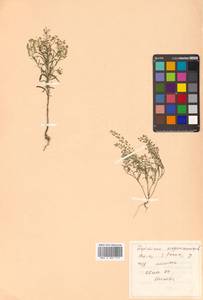 Lepidium virginicum L., Siberia, Russian Far East (S6) (Russia)