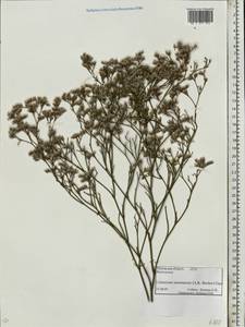 Limonium sareptanum (A. K. Becker) Gams, Eastern Europe, Rostov Oblast (E12a) (Russia)