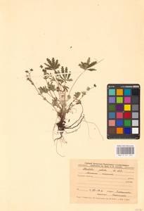 Potentilla patula Waldst. & Kit., Eastern Europe, Central forest-and-steppe region (E6) (Russia)