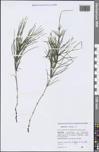 Equisetum arvense L., Siberia, Baikal & Transbaikal region (S4) (Russia)