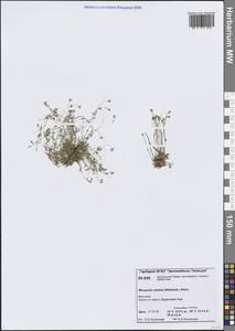Sabulina rubella (Wahlenb.) Dillenb. & Kadereit, Siberia, Central Siberia (S3) (Russia)